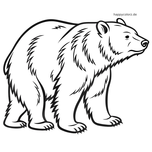 Ein realistischer Schwarzbär in Seitenansicht mit zotteligem Fell, gezeichnet als Ausmalbild mit kräftigen schwarzen Konturen.
