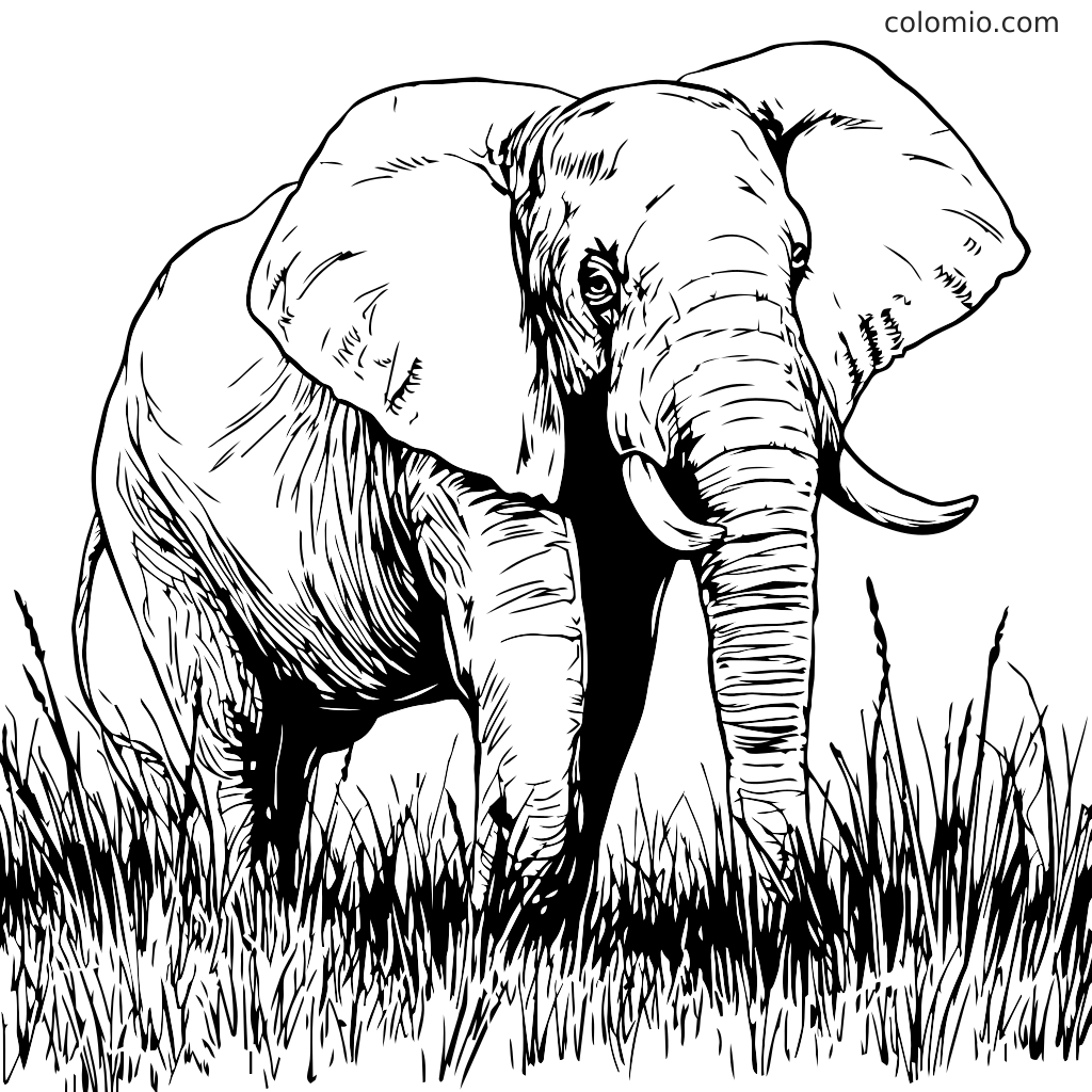 Eine detaillierte schwarz-weiße Umrisszeichnung eines Elefanten, der im Gras steht, perfekt zum Ausmalen.