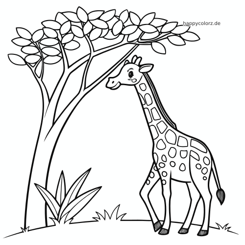 Eine einfache Giraffe steht unter einem blättrigen Akazienbaum und streckt den Kopf zu den Ästen in klaren Umrissen nach oben.