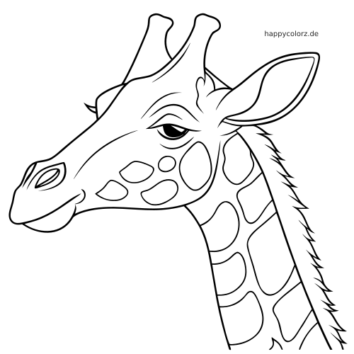 Ein einfaches Seitenporträt eines Giraffenkopfs mit großem Ohr, kurzen Hörnern und deutlich gezeichneten Flecken am Hals.