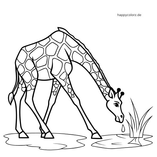Eine Giraffe beugt ihren langen Hals nach unten und trinkt an einem Wasserloch neben einem Grasbüschel.