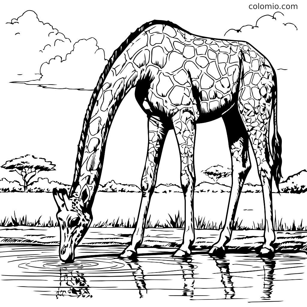 Eine detaillierte Malvorlage einer Giraffe, die sich bückt, um Wasser aus einem Teich zu trinken, umgeben von Bäumen und Wolken.