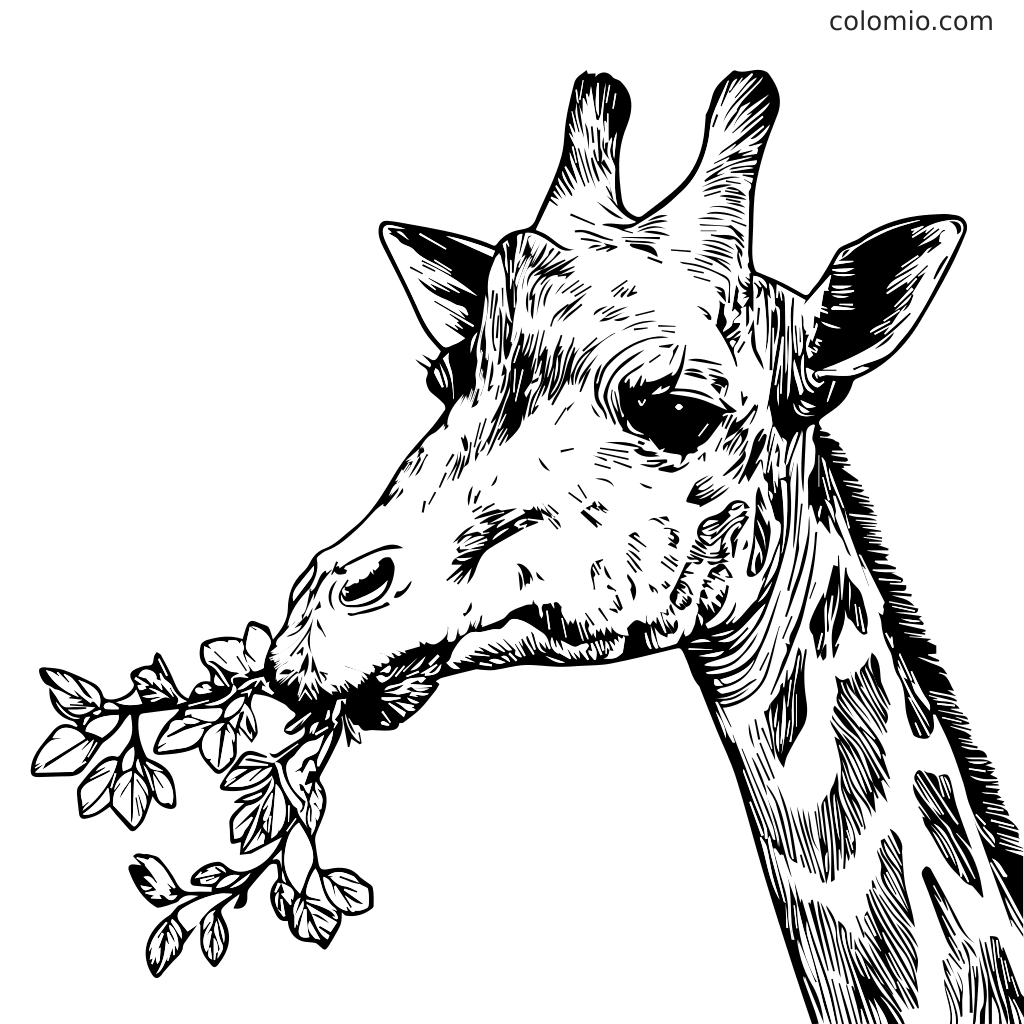 Eine detaillierte Linienzeichnung des Kopfes einer Giraffe, die Blätter frisst, perfekt zum Ausmalen.