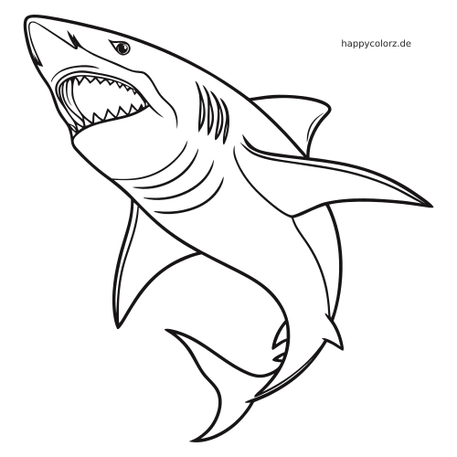 Ein einfacher schwarz-weißer Umriss eines Megalodons, der mit offenem Maul und spitzen Zähnen nach oben schwimmt.