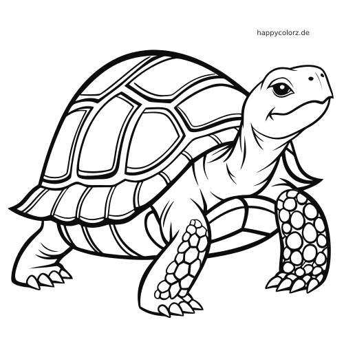Nahaufnahme einer Landschildkröte als Linienzeichnung mit gemustertem Panzer, schuppigen Beinen und freundlichem Gesicht.