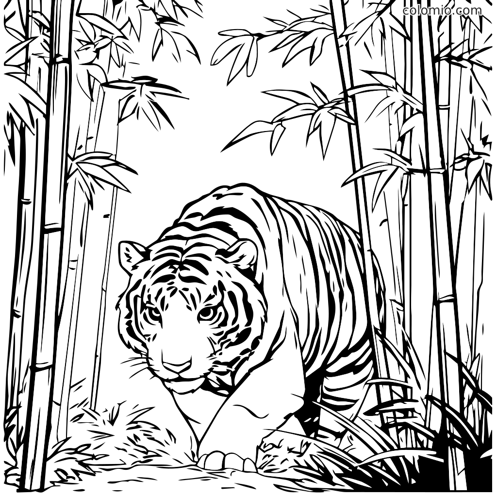 Ein detailliertes Ausmalbild eines Tigers, der durch einen Bambuswald geht