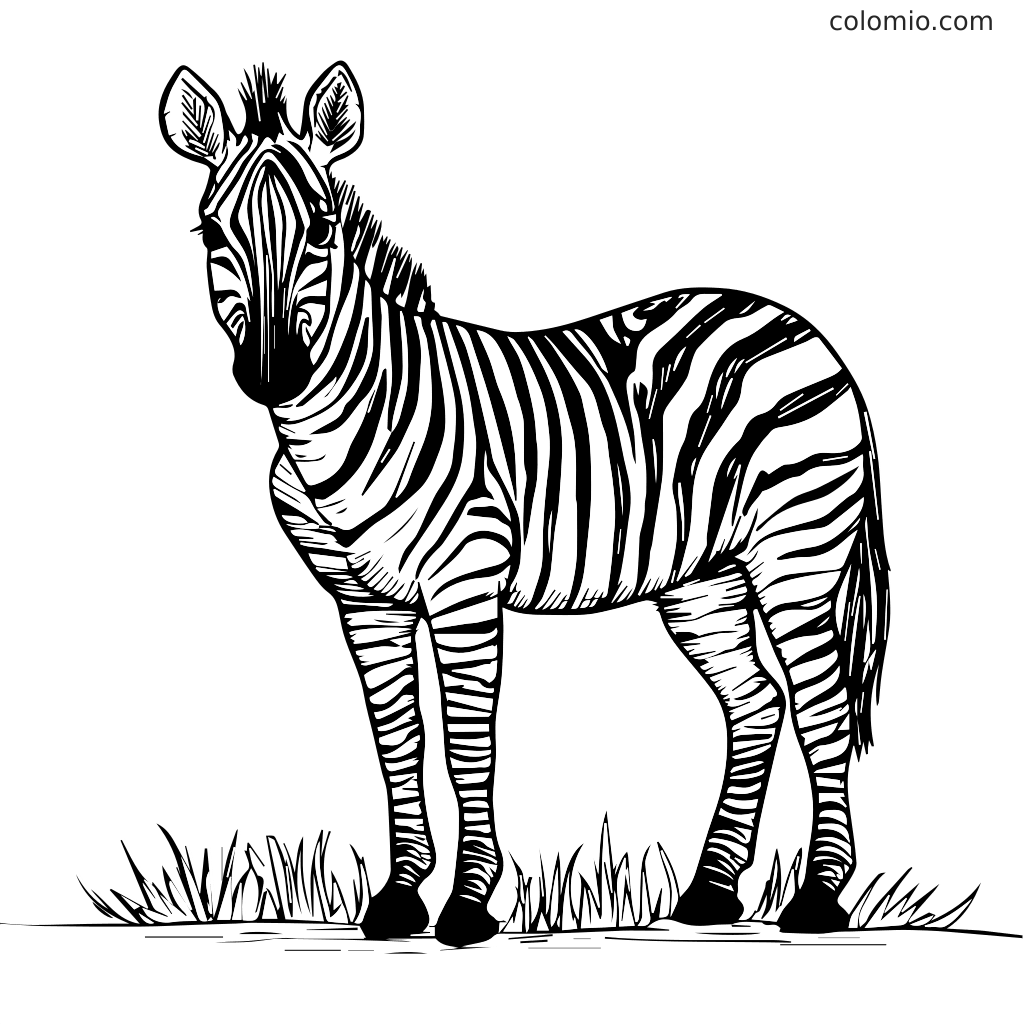 Ausmalbild Zebra für Kinder zum Ausdrucken Eine schwarz-weiße Umrisszeichnung eines Zebras, das im Gras steht, perfekt zum Ausmalen.