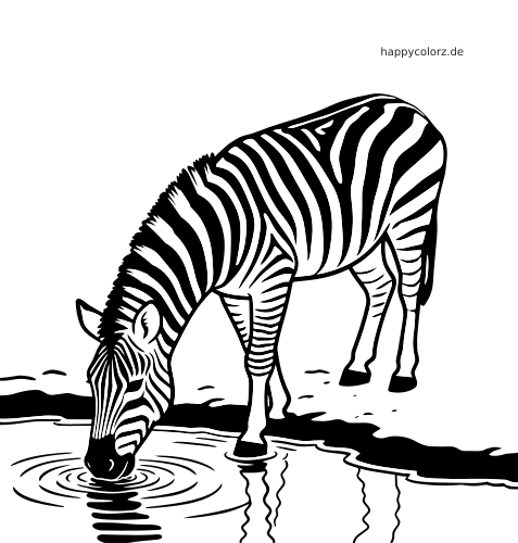 Ein detailreich gezeichnetes Zebra beugt sich zum Trinken an ein Wasserloch; sichtbar sind Streifen, Ufer und Wasserkringel.