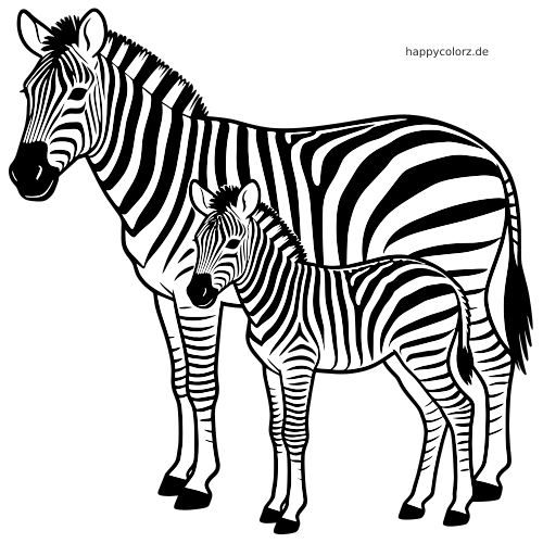 Ein schwarz-weißes Zebra steht neben seinem Fohlen, beide in Seitenansicht mit deutlich gezeichneten Streifen.