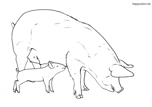 schwein malvorlage kostenlos » schweine ausmalbilder