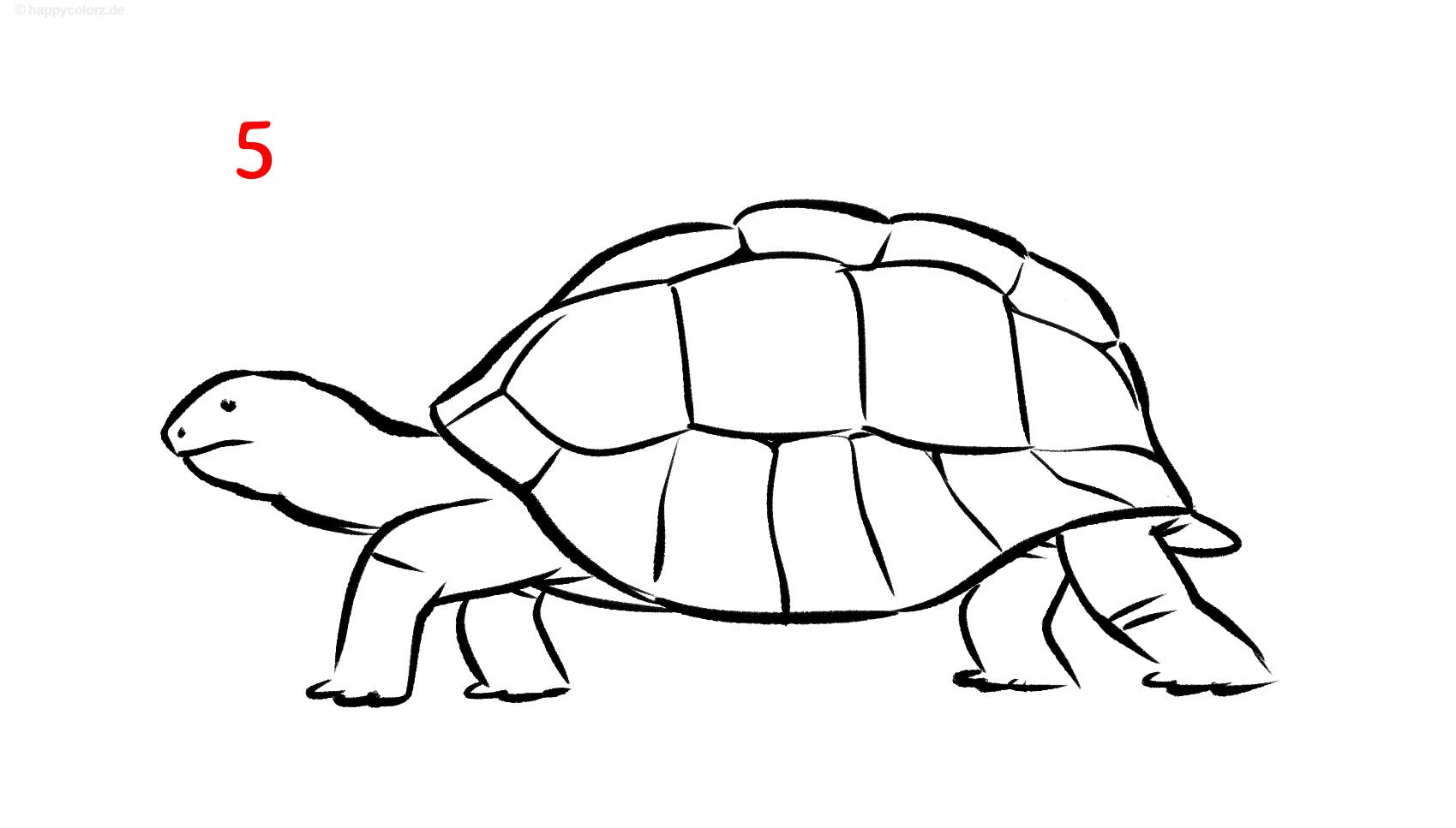 Anleitung: Schildkröte zeichnen