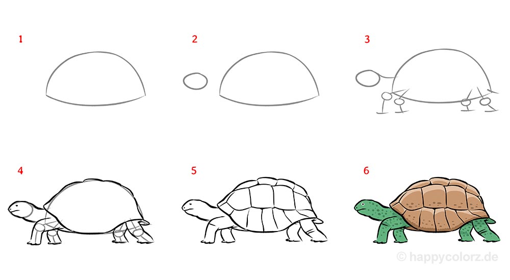 ᐅ Schildkröte malen - Schritt-für-Schritt Anleitung mit Bildern