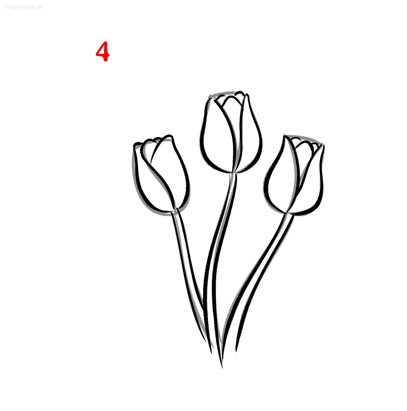 Tulpe Zeichnung - Schritt für Schritt